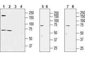 Western blot analysis of rat heart membrane (lanes 1 and 3), rat spleen lysate (lanes 2 and 4), mouse heart membrane (lanes 5 and 6) and human Colo205 cell line lysate (lanes 7 and 8): - 1,2,5,7.