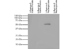 Recombinant influenza proteins were resolved by electrophoresis, transferred to PVDF membrane, and probed with Mouse Anti-Influenza A, Nucleoprotein-UNLB and chemiluminescent detection. (Influenza Nucleoprotein Antikörper (Influenza A Virus))
