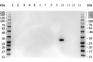 Western Blot of Rabbit anti-RFP antibody. (RFP Antikörper)
