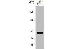 Western Blot analysis of Jurkat cells using Elongin A1 Polyclonal Antibody (TCEB3 Antikörper  (Internal Region))
