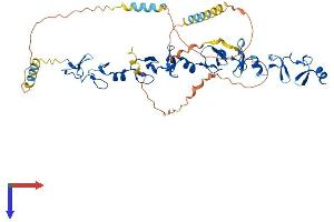 TGFB1I1 Protein (AA 1-461) (His tag)