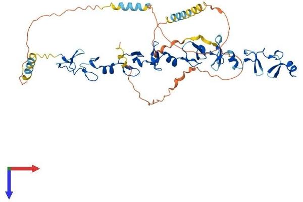 TGFB1I1 Protein (AA 1-461) (His tag)