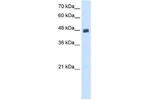 WB Suggested Anti-PBX2 Antibody Titration:  0.