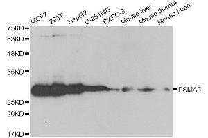 Western blot analysis of extracts of various cell lines, using PSMA5 antibody. (PSMA5 Antikörper  (AA 1-241))