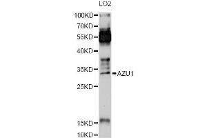Western blot analysis of extracts of LO2 cells, using AZU1 Antibody (ABIN6291272) at 1:1000 dilution. (Azurocidin Antikörper)