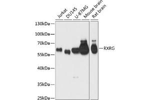 Western blot analysis of extracts of various cell lines, using RXRG antibody (ABIN6128667, ABIN6147330, ABIN6147331 and ABIN6219010) at 1:1000 dilution. (Retinoid X Receptor gamma Antikörper  (AA 1-137))