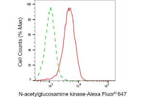 Flow cytometric analysis of N-acetylglucosamine kinase expression in HepG2 cells using N-acetylglucosamine kinase antibody (ABIN7799530), 1:2,000). (NAGK Antikörper)