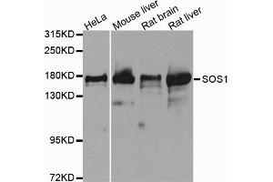Western blot analysis of extracts of various cell lines, using SOS1 antibody.