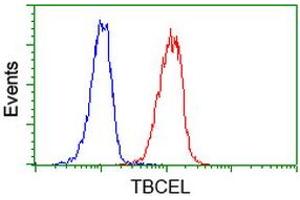 Image no. 2 for anti-Tubulin Folding Cofactor E-Like (TBCEL) antibody (ABIN1501325) (TBCEL Antikörper)