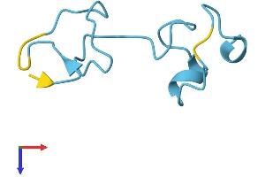 MT1B Protein (AA 1-61) (Fc Tag)