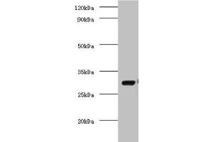 Western blot All lanes: COP9 signalosome complex subunit 7a antibody at 2 μg/mL + Mouse brain tissue Secondary Goat polyclonal to rabbit IgG at 1/10000 dilution Predicted band size: 30 kDa Observed band size: 30 kDa (COPS7A Antikörper  (AA 2-275))