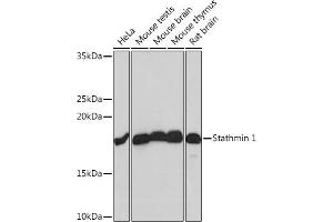 Western blot analysis of extracts of various cell lines, using Stathmin 1 Rabbit mAb (ABIN1678518, ABIN3018873, ABIN3018874 and ABIN7101680) at 1:1000 dilution.