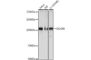 Western blot analysis of extracts of various cell lines, using DGCR8 Rabbit mAb (ABIN7266760) at 1:1000 dilution.