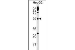 ZN Antibody (N-term) (ABIN1539262 and ABIN2850403) western blot analysis in HepG2 cell line lysates (35 μg/lane). (ZNF500 Antikörper  (N-Term))