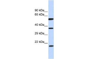 NT5DC1 antibody used at 1 ug/ml to detect target protein.