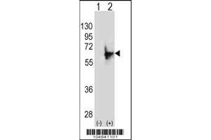 Western blot analysis of NMT2 using rabbit polyclonal NMT2 Antibody (E31) using 293 cell lysates (2 ug/lane) either nontransfected (Lane 1) or transiently transfected (Lane 2) with the NMT2 gene. (NMT2 Antikörper  (N-Term))