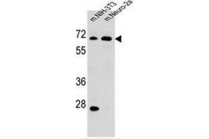 Western blot analysis of NAD-ME Antibody (C-term) in mouse NIH-3T3,Neuro-2a cell line lysates (35ug/lane). (NAD-ME Antikörper  (C-Term))