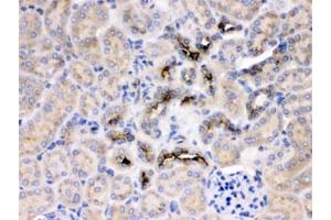 IHC testing of FFPE rat kidney with GNB1 antibody at 1ug/ml. (GNB1 Antikörper  (AA 2-42))