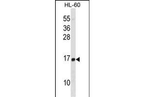 HIST1H2BD Antibody (N-term) (ABIN1538789 and ABIN2850511) western blot analysis in HL-60 cell line lysates (35 μg/lane).