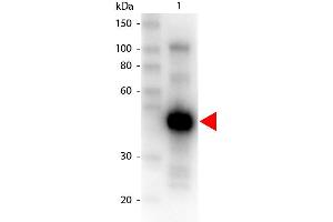 Western Blot of Peroxidase conjugated Goat anti-MONKEY IgG gamma antibody. (Ziege anti-Affe IgG (Chain gamma) Antikörper (HRP))