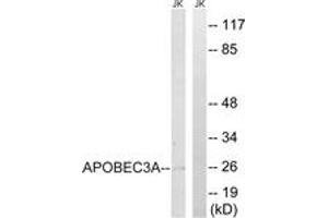 Western Blotting (WB) image for anti-Apolipoprotein B mRNA Editing Enzyme, Catalytic Polypeptide-Like 3A (APOBEC3A) (AA 27-76) antibody (ABIN2890531) (APOBEC3A Antikörper  (AA 27-76))