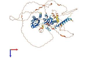 NPAS4 Protein (AA 1-802) (His tag)