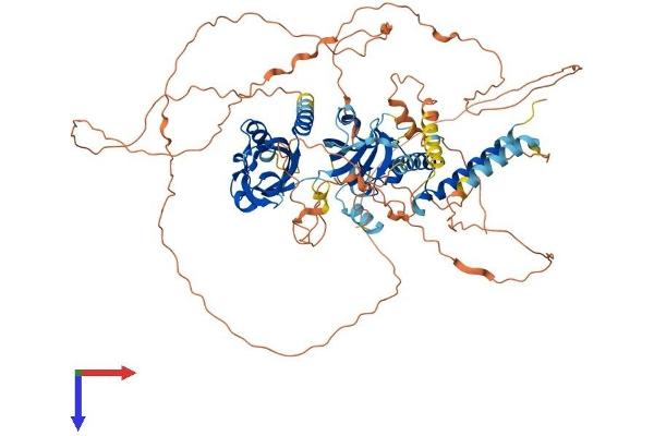NPAS4 Protein (AA 1-802) (His tag)