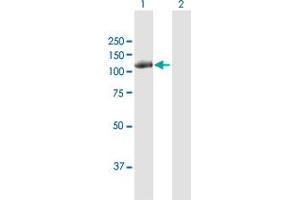 Western Blot analysis of CBL expression in transfected 293T cell line by CBL MaxPab polyclonal antibody.