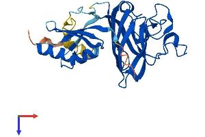 Superoxide dismutase copper chaperone Protein (AA 1-274) (His tag)