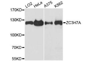 Western blot analysis of extracts of various cell lines, using ZC3H7A antibody. (ZC3H7A Antikörper  (AA 1-220))