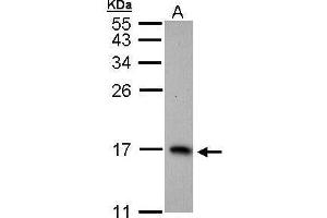 WB Image Sample (30 ug of whole cell lysate) A: H1299 15% SDS PAGE antibody diluted at 1:1000