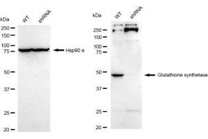 Western blotting analysis using Glutathione Synthetase antibody (ABIN7798760).