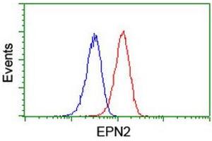 Image no. 5 for anti-Epsin 2 (EPN2) antibody (ABIN1498051) (Epsin 2 Antikörper)