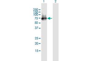 Western Blot analysis of ERRFI1 expression in transfected 293T cell line by ERRFI1 MaxPab polyclonal antibody. (ERRFI1 Antikörper  (AA 1-462))