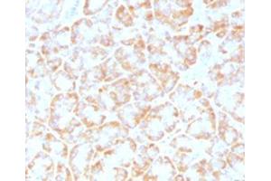 IHC testing of FFPE human pancreas with VLDLR antibody (clone VLPR-1).