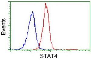 Image no. 4 for anti-Signal Transducer and Activator of Transcription 4 (STAT4) antibody (ABIN1501178) (STAT4 Antikörper)