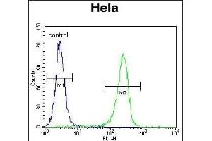 CCNH Antibody (N-term) (ABIN655160 and ABIN2844778) flow cytometric analysis of Hela cells (right histogram) compared to a negative control cell (left histogram). (Cyclin H Antikörper  (N-Term))