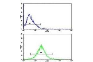 Flow cytometric analysis of HepG2 cells using GAPDH antibody (bottom histogram) compared to a negative control cell (top histogram).