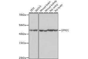 Western blot analysis of extracts of various cell lines, using OPRD1 Rabbit mAb (ABIN7269100) at 1:1000 dilution. (OPRD1 Antikörper)