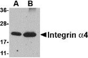 Western Blotting (WB) image for anti-Integrin alpha 4 (ITGA4) (Middle Region 1) antibody (ABIN1031188) (ITGA4 Antikörper  (Middle Region 1))