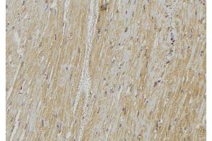 ABIN6278542 at 1/100 staining Mouse muscle tissue by IHC-P. (Vamp-1+2+3 Antikörper)