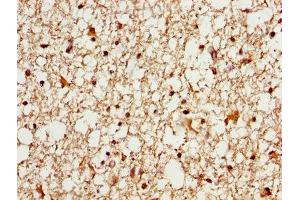 IHC image of ABIN7160445 diluted at 1:600 and staining in paraffin-embedded human brain tissue performed on a Leica BondTM system. (MAG Antikörper  (AA 25-516))