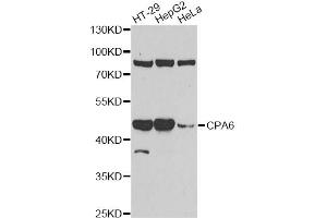 Western blot analysis of extracts of various cell lines, using CPA6 antibody.