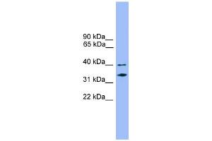 WB Suggested Anti-NDFIP2 Antibody Titration:  0.