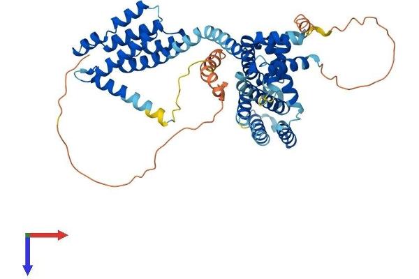 TCP11 Protein (AA 1-503) (His tag)