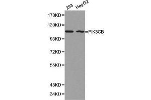 Western blot analysis of 293 cell and HepG2 cell lysate using PIK3CB antibody. (PIK3CB Antikörper  (AA 771-1070))