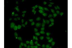 Immunofluorescence analysis of U2OS cells using FGF14 antibody. (FGF14 Antikörper  (AA 1-252))