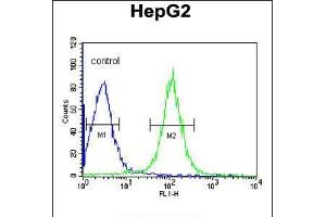 Flow cytometric analysis of HepG2 cells (right histogram) compared to a negative control cell (left histogram). (TMPRSS2 Antikörper  (AA 314-343))