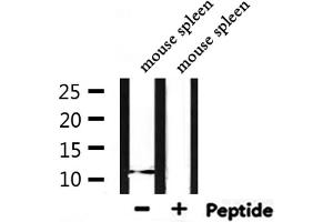 Western blot analysis of extracts from mouse spleen, using Acetyl-Histone H4 (Lys12) Antibody. (Histone H4 Antikörper  (acLys12))