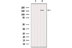 Western blot analysis of extracts from 3t3, using RPGRIP1L Antibody. (RPGRIP1L Antikörper  (N-Term))